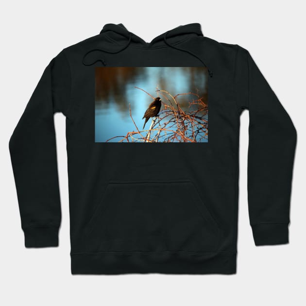 Red Winged Blackbird #2 Hoodie by Cynthia48